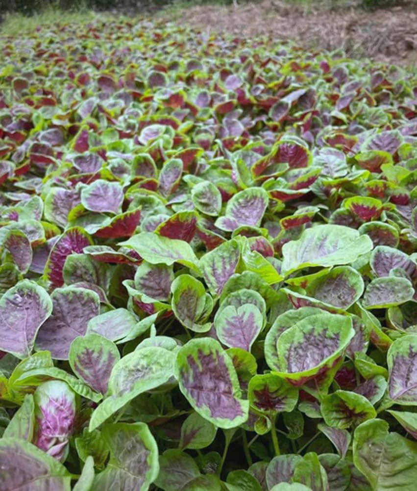 Bulborium amaranth germination setup, supporting reliable sprouts in 7–15 days.