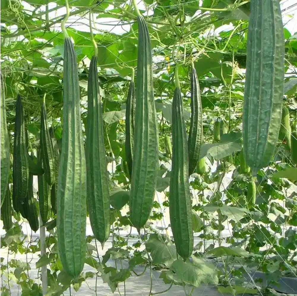 Bulborium angled luffa seeds package ready for planting, expanding home garden options.