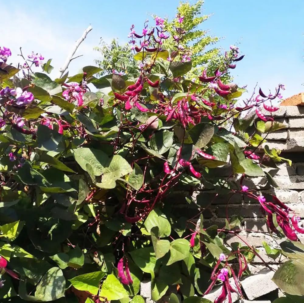 Bulborium plants attracting bees and butterflies with purple blooms.