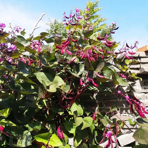 Bulborium plants attracting bees and butterflies with purple blooms.