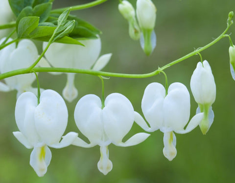 BULBORIUM Bleeding Heart seeds garden-border display with elegant heart blooms