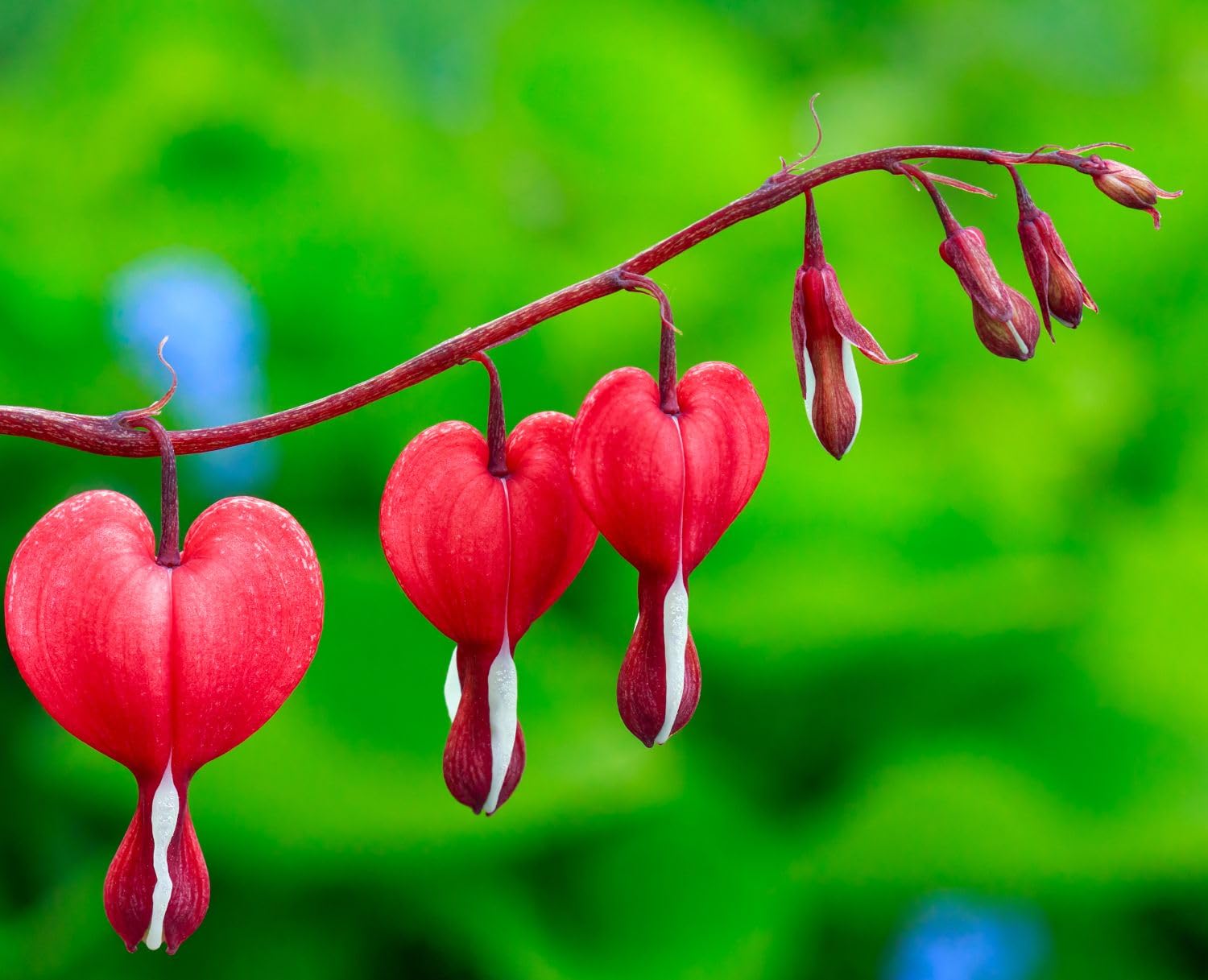 BULBORIUM Bleeding Heart seeds heart-shaped flowers ideal for cottage-style plantings