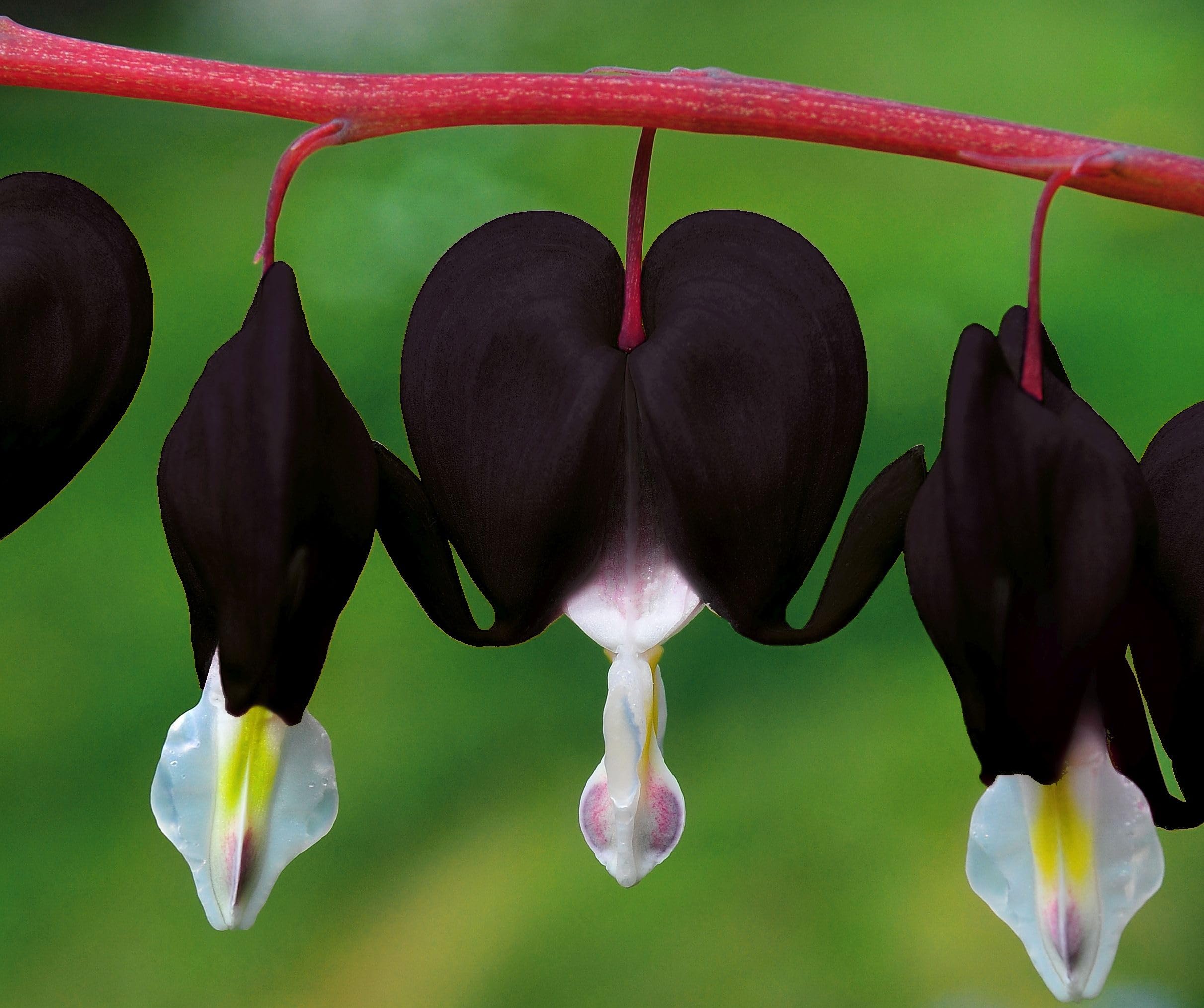 BULBORIUM Bleeding Heart seeds pink bloom adds soft focal point to woodland shade gardens