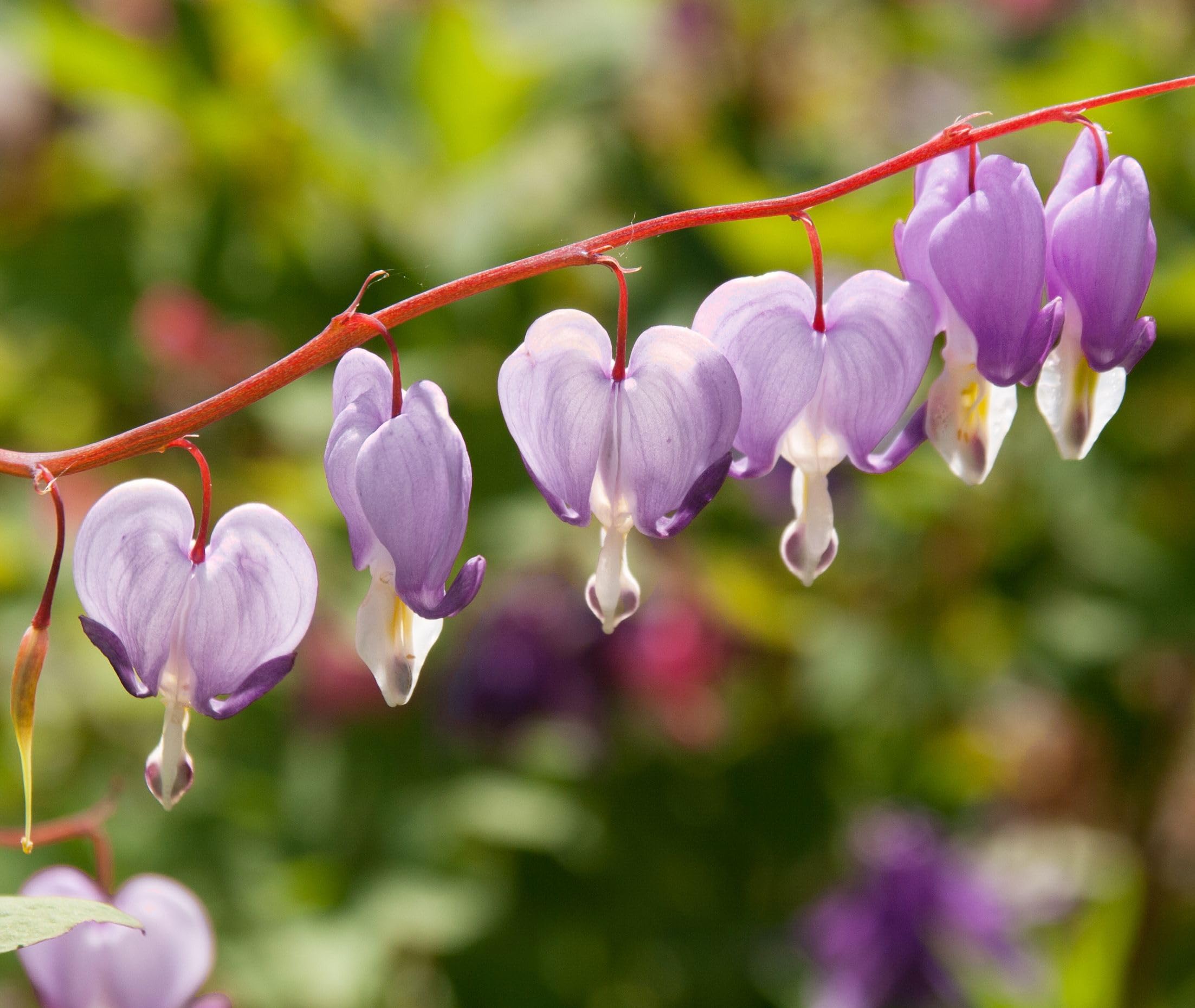 BULBORIUM Bleeding Heart seeds indoor pots for charming balcony display