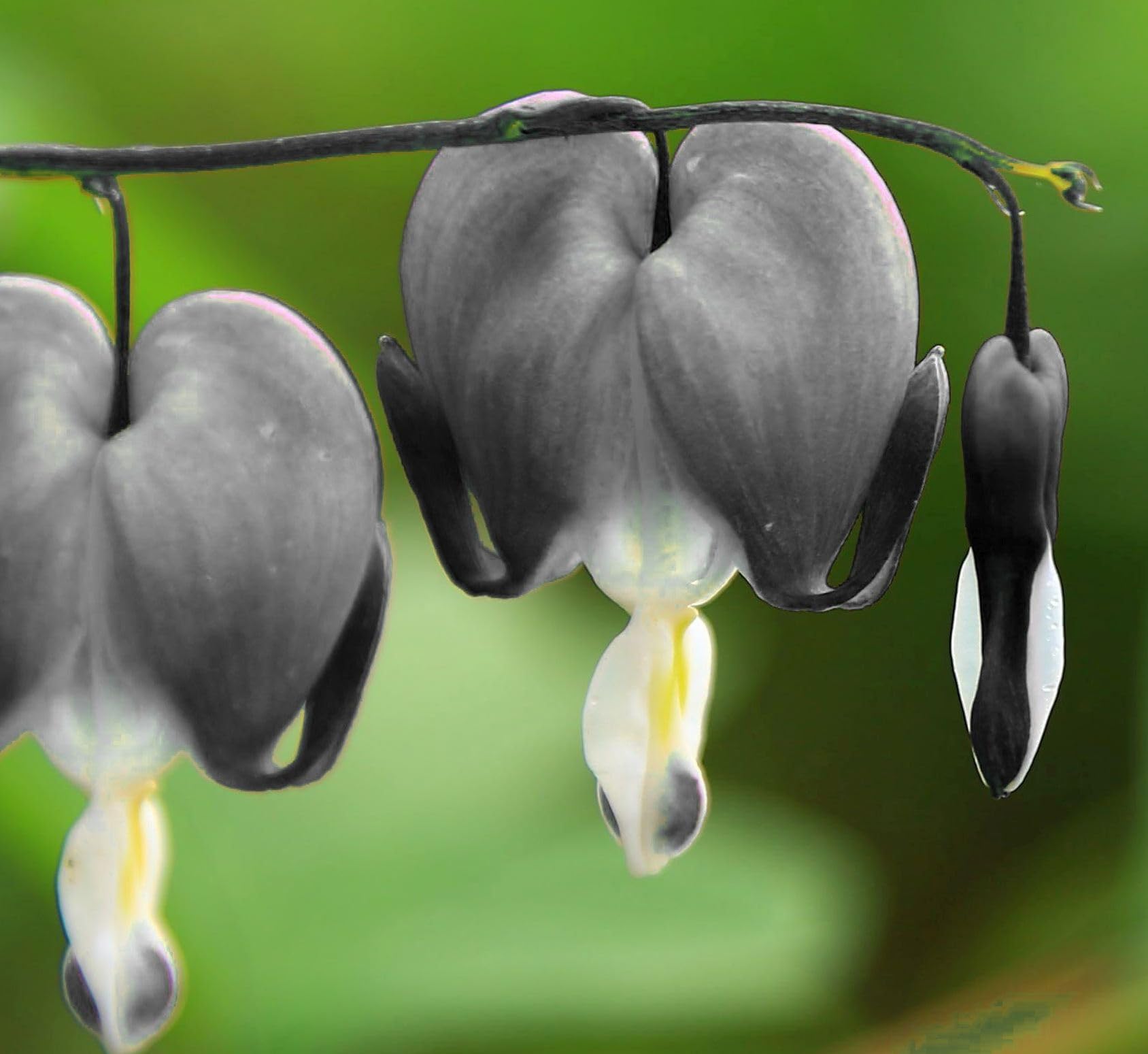 BULBORIUM Bleeding Heart seeds purple bloom creates rich contrast in beds
