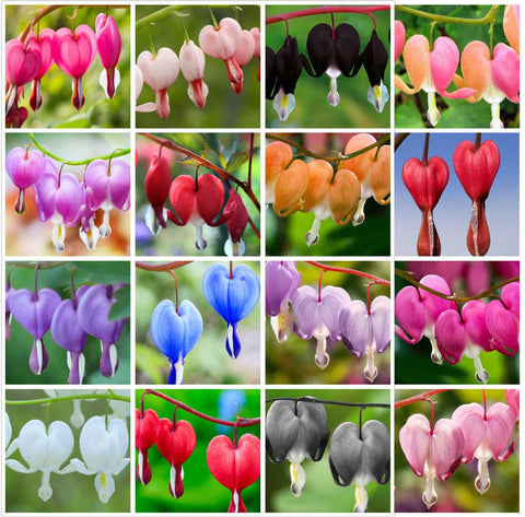 BULBORIUM Bleeding Heart seeds red bloom brighten shaded borders with striking color