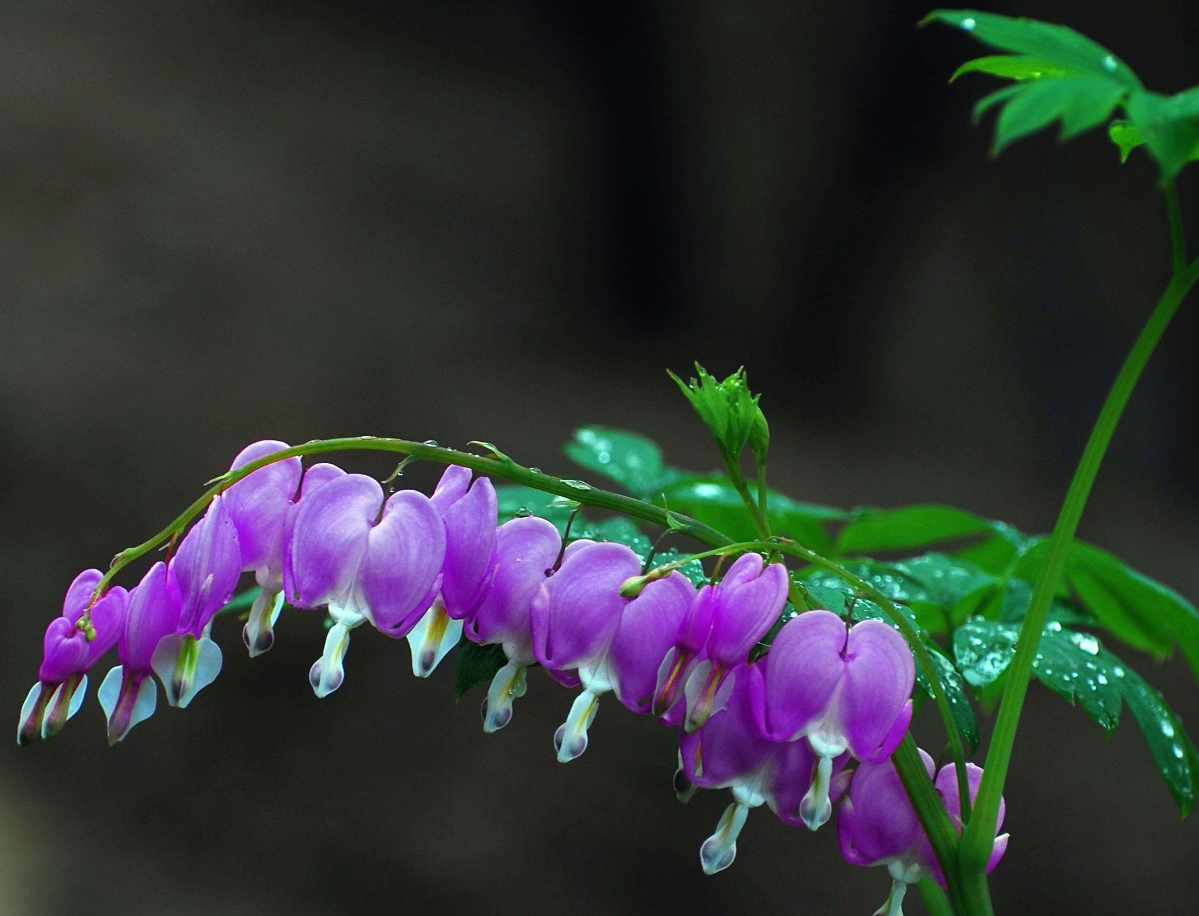 BULBORIUM Bleeding Heart seeds shade garden-friendly blooms for dim areas