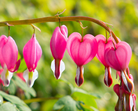 BULBORIUM Bleeding Heart seeds white bloom adds delicate accents in understory beds