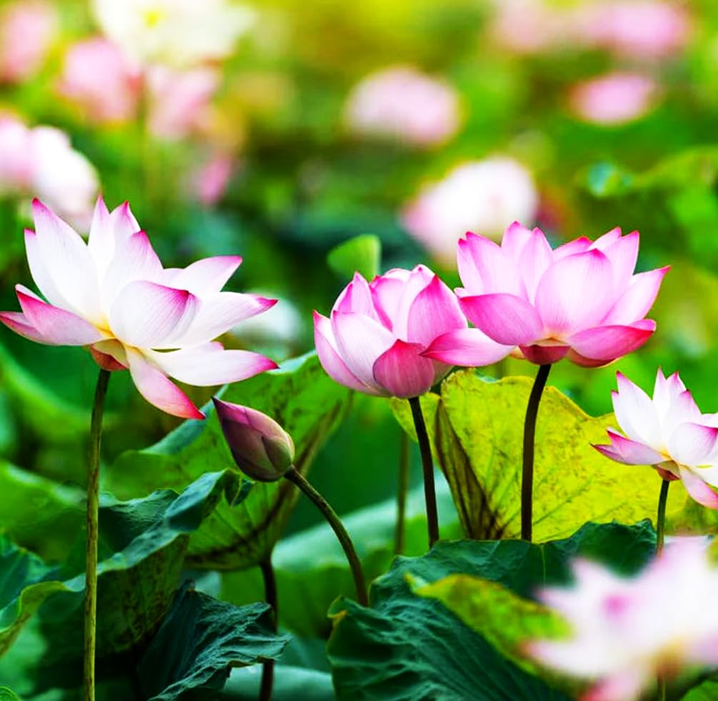 BULBORIUM easy-care lotus seeds for decorative pond container setups.