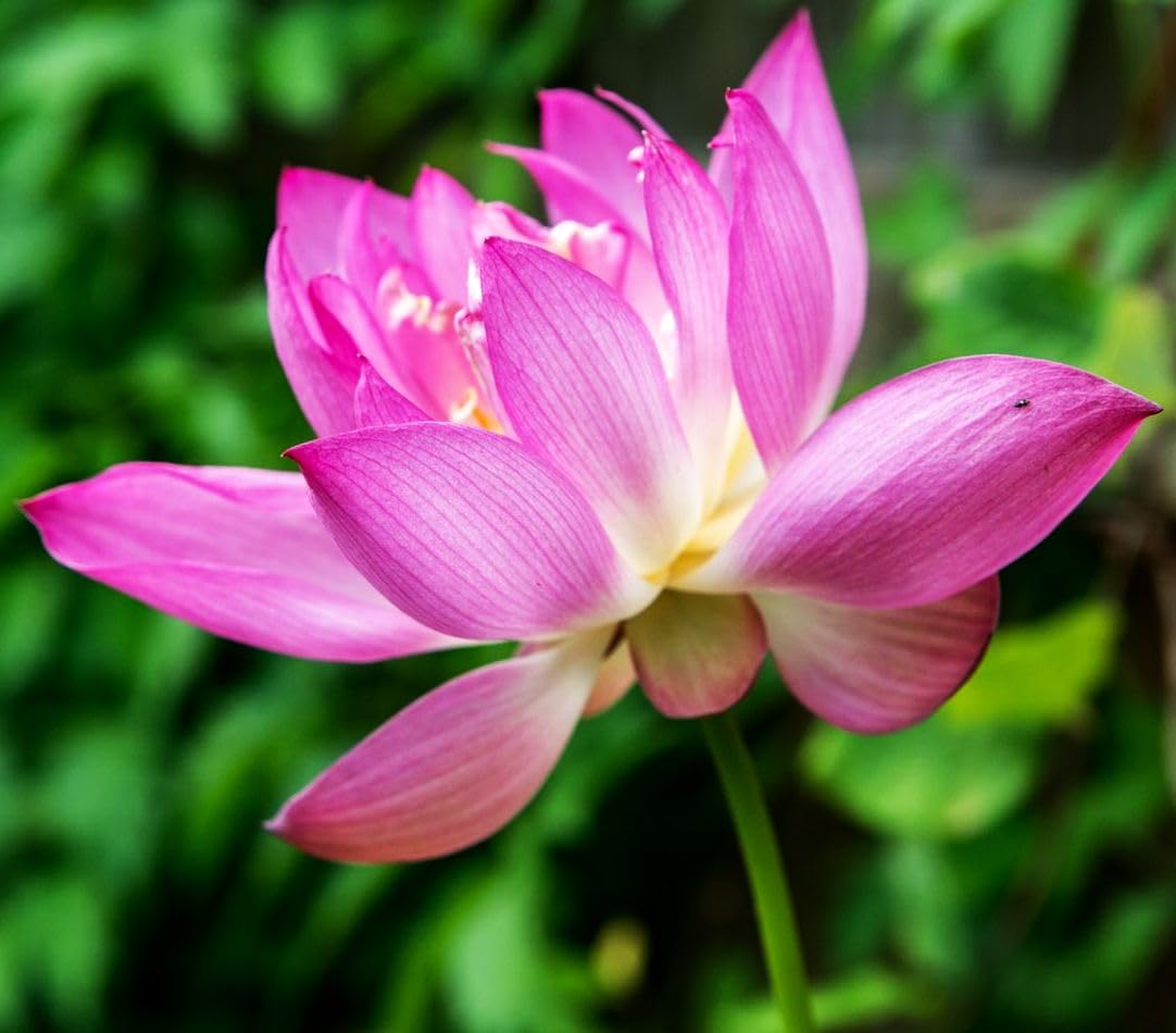 BULBORIUM multicolor lotus blooms enliven garden ponds and balconies.