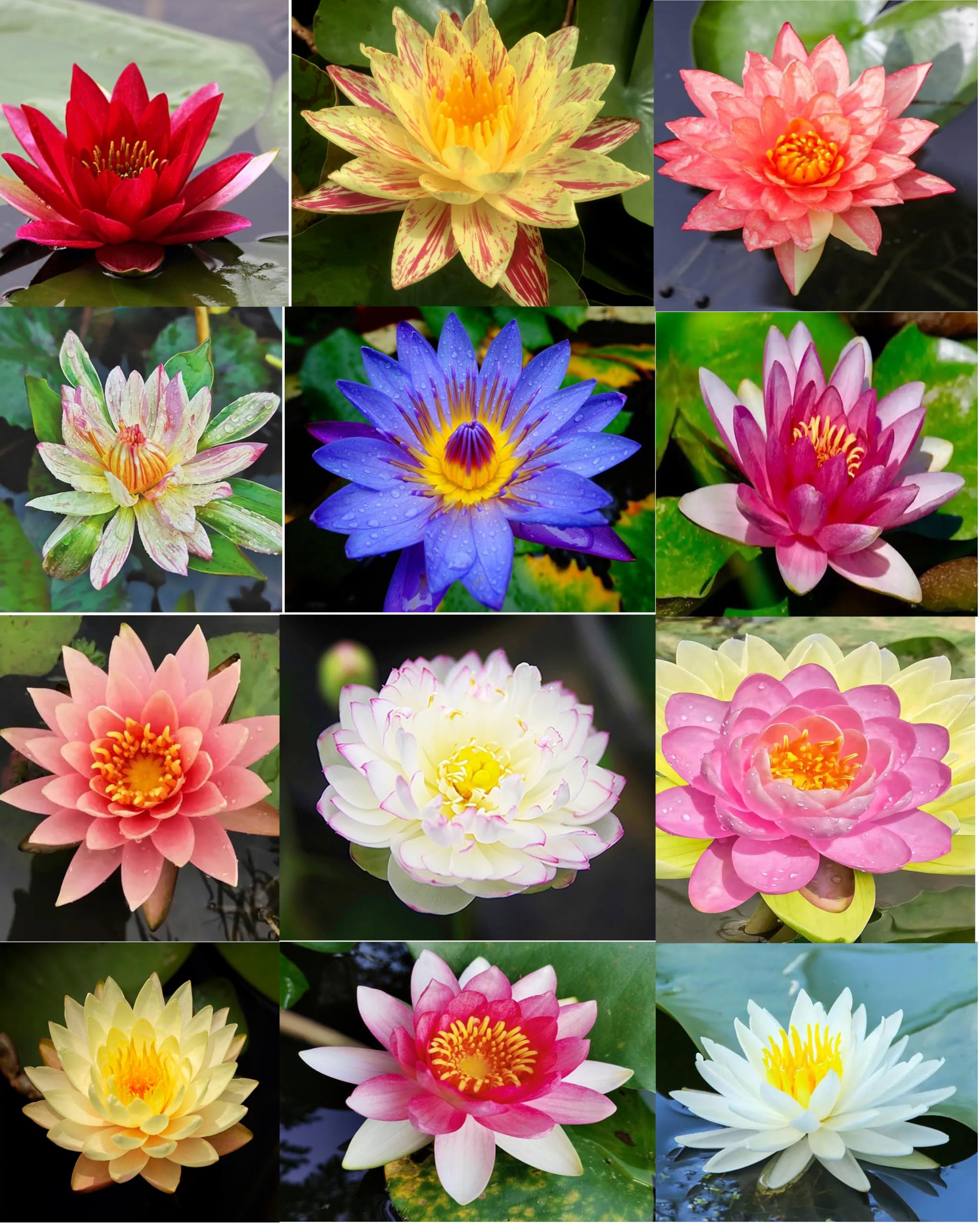 BULBORIUM pond and home garden friendly lotus seeds for flowering display.