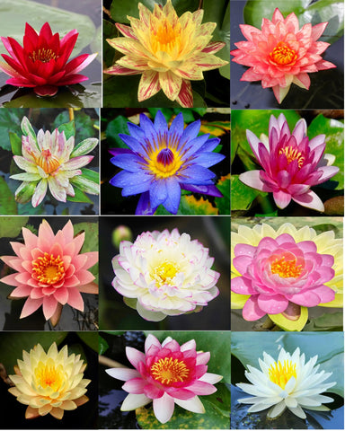 BULBORIUM pond and home garden friendly lotus seeds for flowering display.