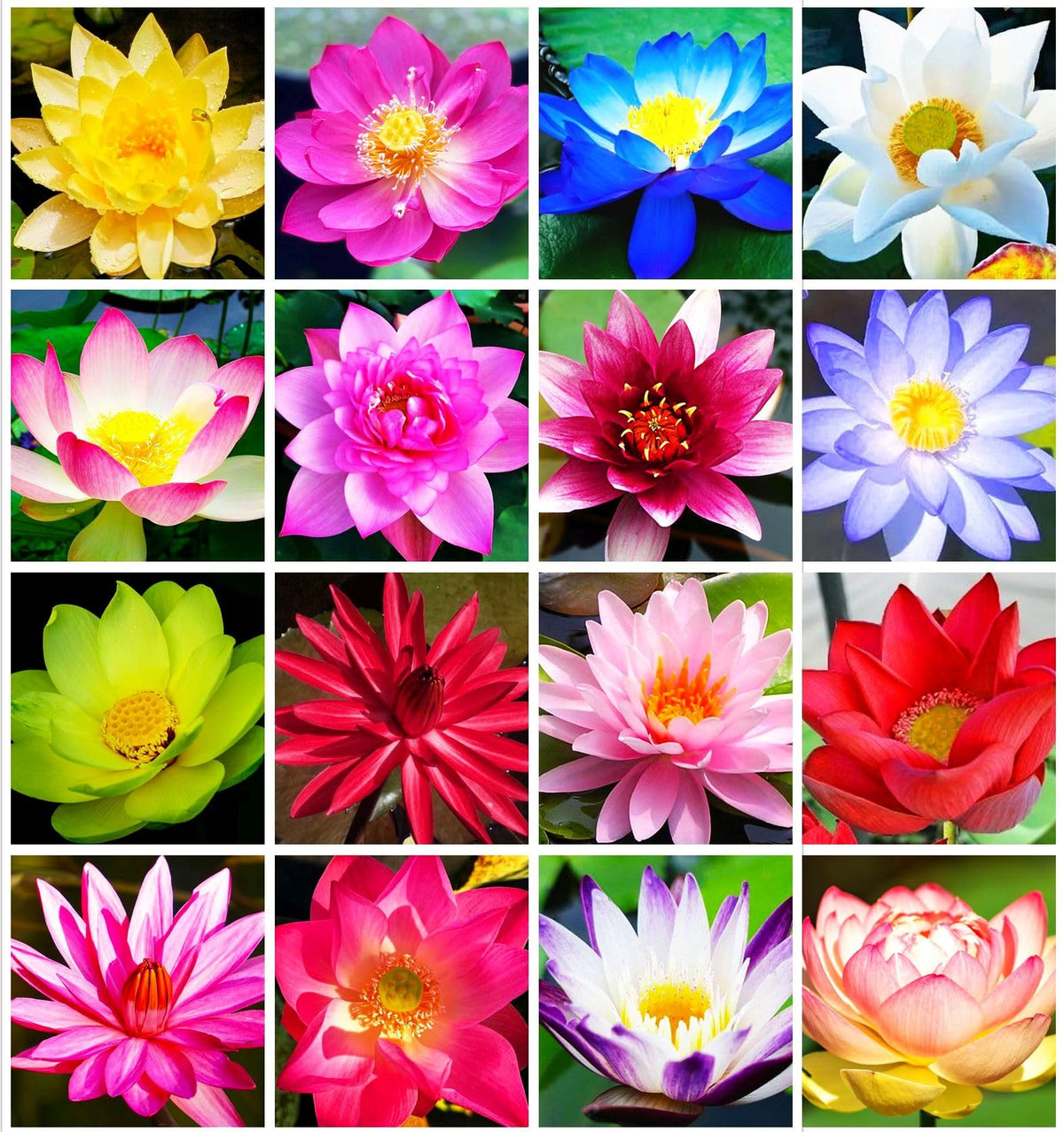 BULBORIUM pink bowl lotus bloom emerging in a water garden, beginner friendly.
