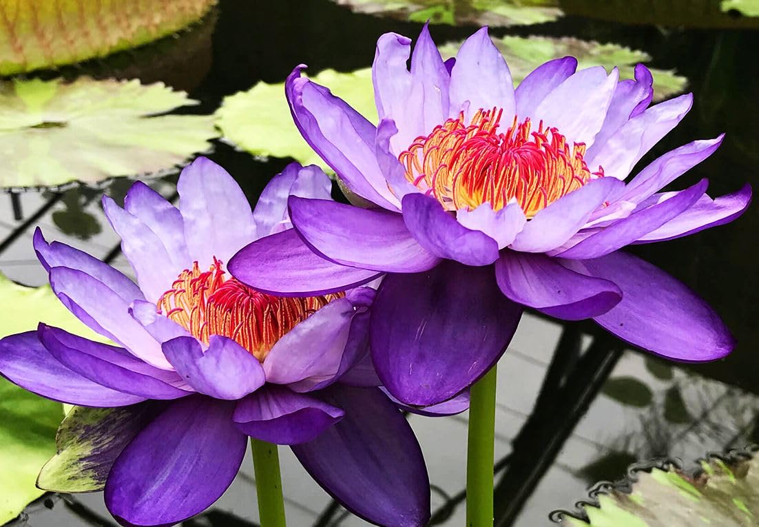 BULBORIUM purple bowl lotus bloom brightens sunny pond, easy to grow.