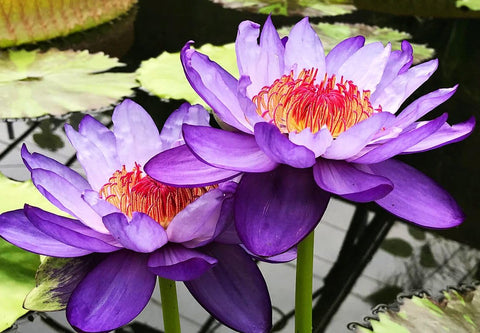 BULBORIUM purple bowl lotus bloom brightens sunny pond, easy to grow.