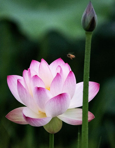 BULBORIUM red bowl lotus flower adds color to outdoor water feature.
