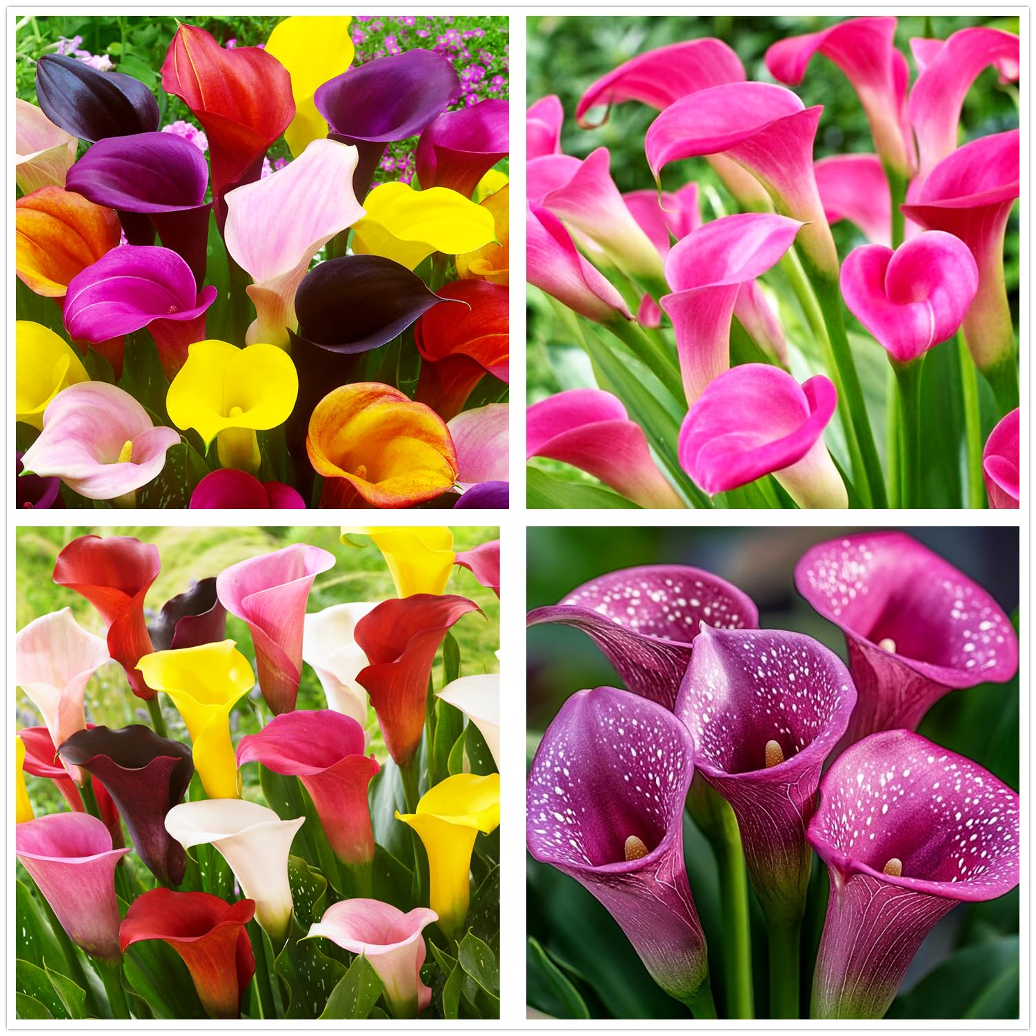 BULBORIUM Calla Lily seeds mix bloom colors for a vibrant garden display.