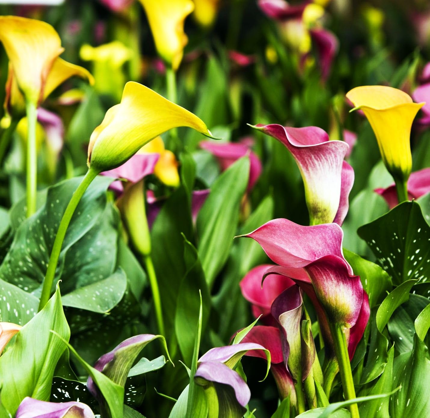 BULBORIUM Calla Lily seeds mix ideal for bonsai or container arrangements.