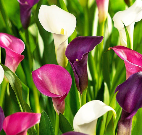 BULBORIUM Calla Lily seeds mix indoor starter tray supports early spring blooms.