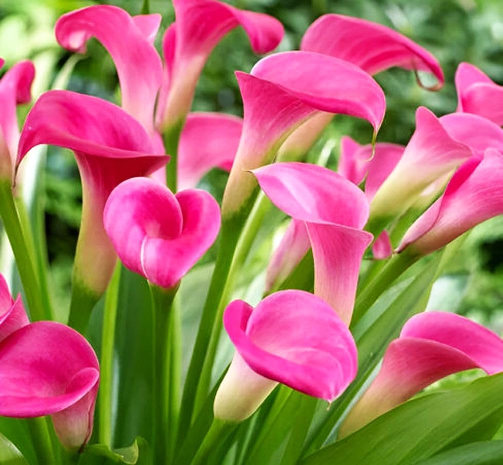 BULBORIUM Calla Lily seeds mix outdoor garden bed for enduring color.