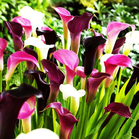 BULBORIUM Calla Lily seeds mix germination with warmth to encourage sprouting.
