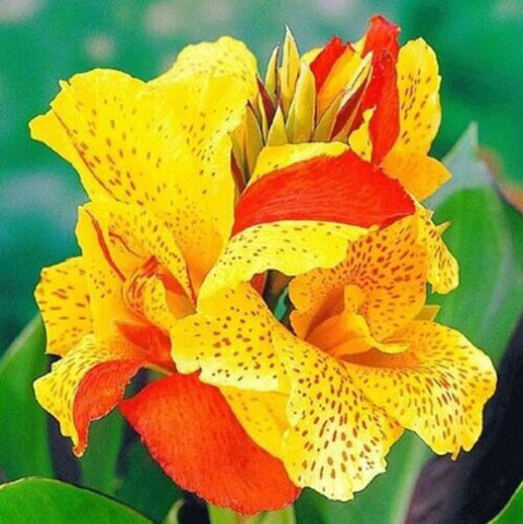 BULBORIUM Canna Lily Seeds Cleopatra bloom in full sun adds tropical color