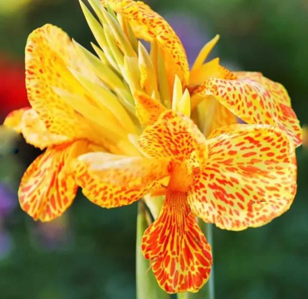 BULBORIUM Canna Lily Seeds full-sun planting boosts garden drama and color
