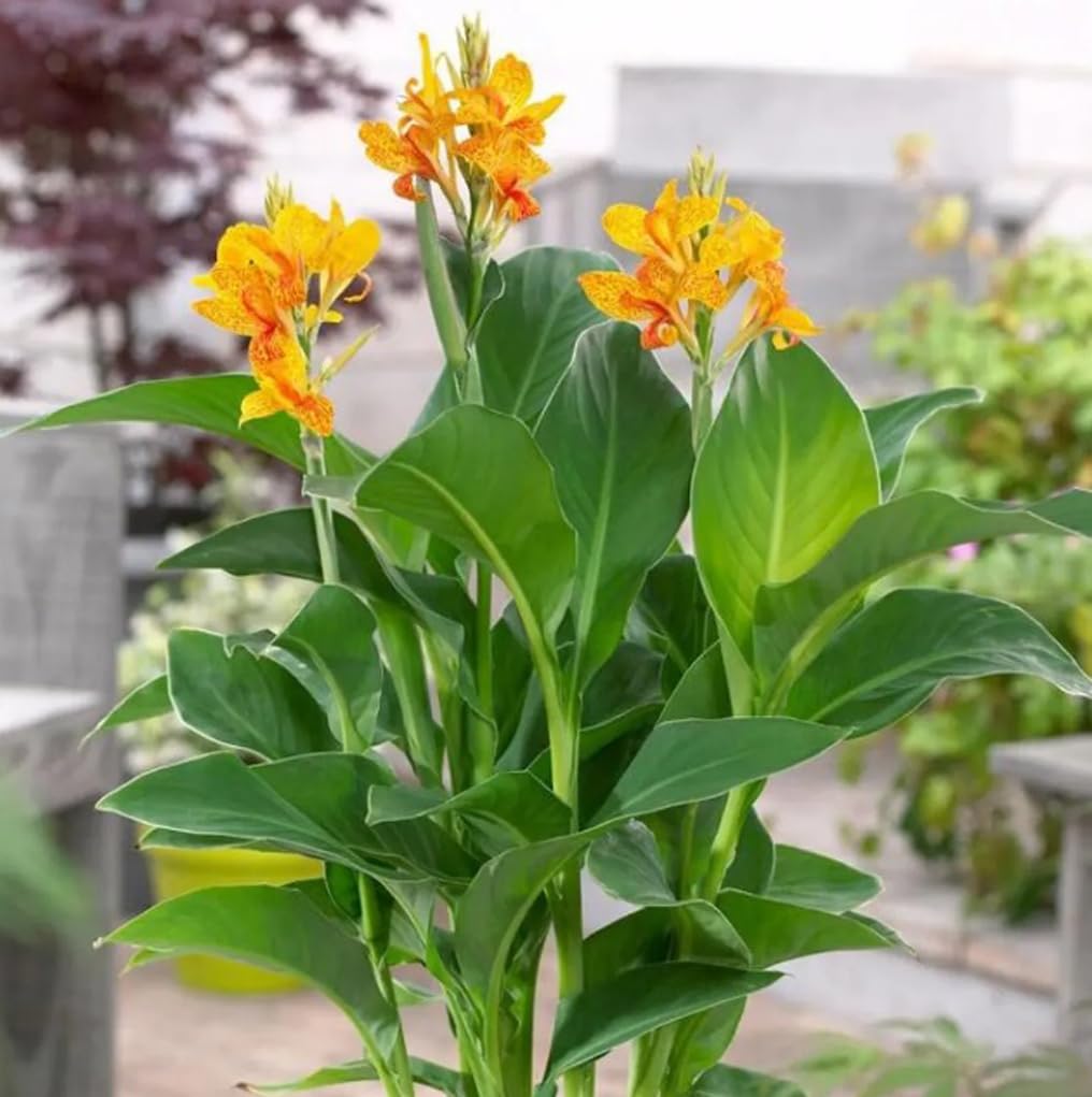 BULBORIUM Canna Lily Seeds green leaves stand out in sunlit borders