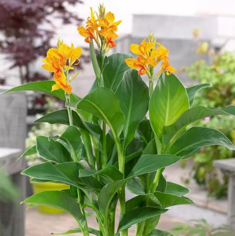 BULBORIUM Canna Lily Seeds green leaves stand out in sunlit borders