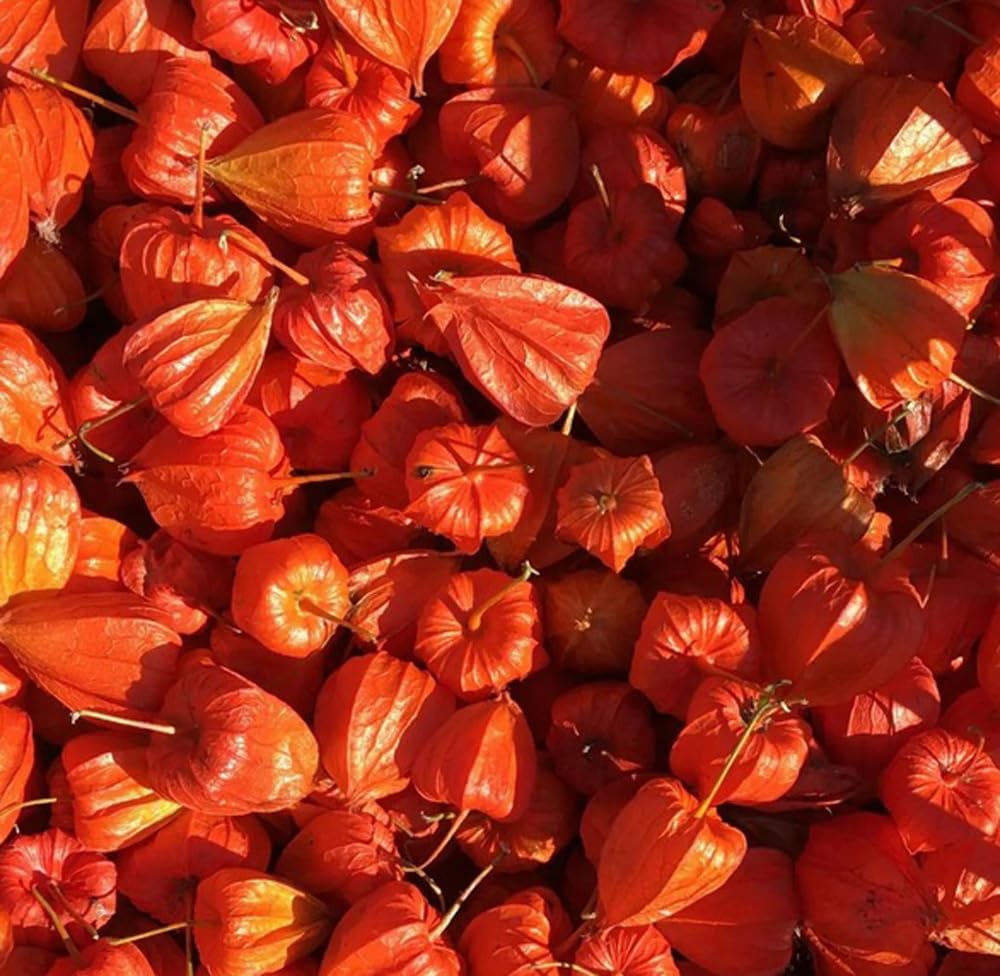 Bulborium Cape Gooseberry Fruit basket ready to harvest.
