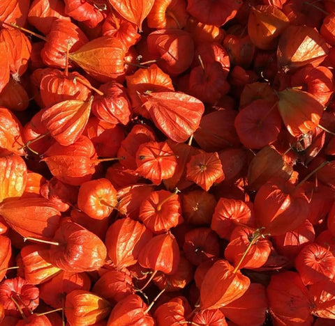 Bulborium Cape Gooseberry Fruit basket ready to harvest.