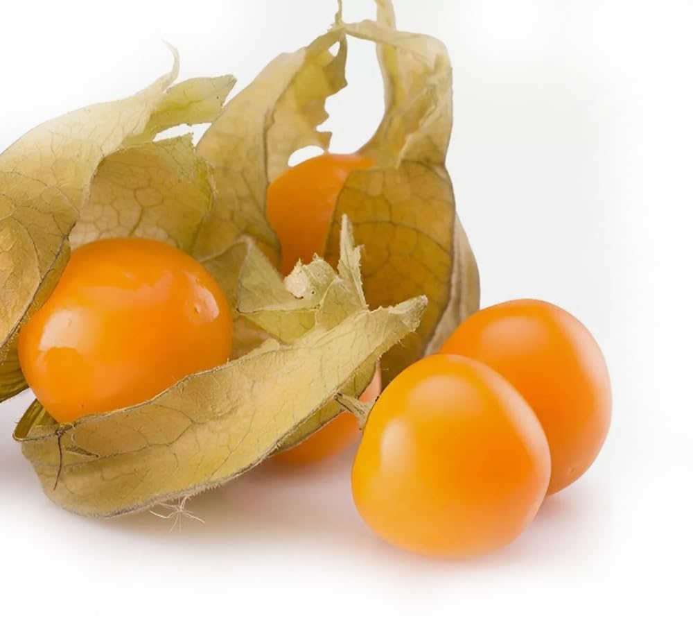 Bulborium cape-gooseberry-husk-cherries harvest ready for fresh snacks or jams.