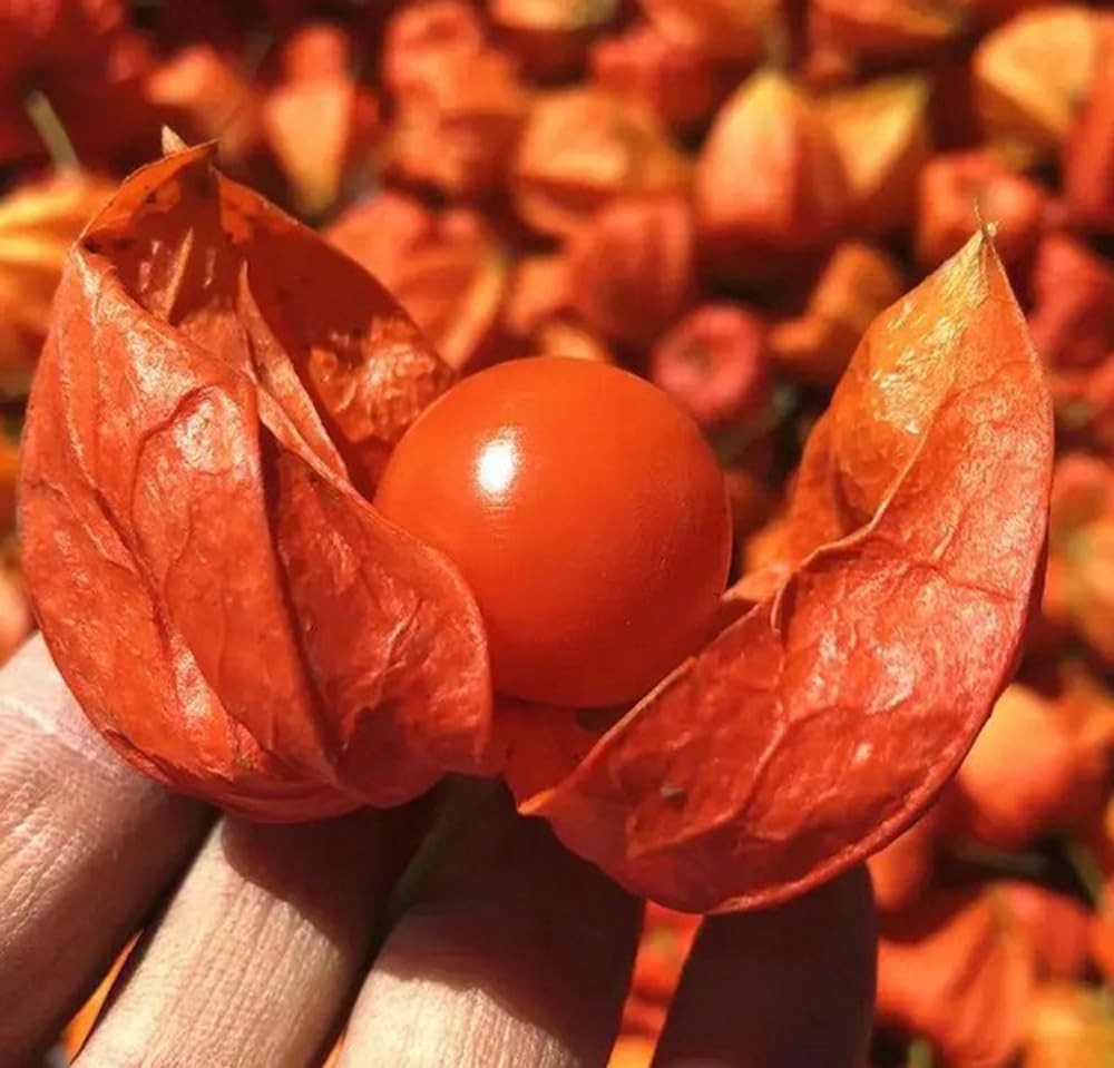 Bulborium Cape Gooseberry Husk storage keeps fruit fresh for months.