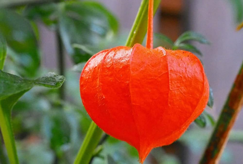 Bulborium Cape Gooseberry Seeds Pack ready for indoor sowing in rich soil.