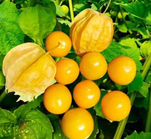 Bulborium cape-gooseberry-seeds packet ready for planting, start your edible garden.