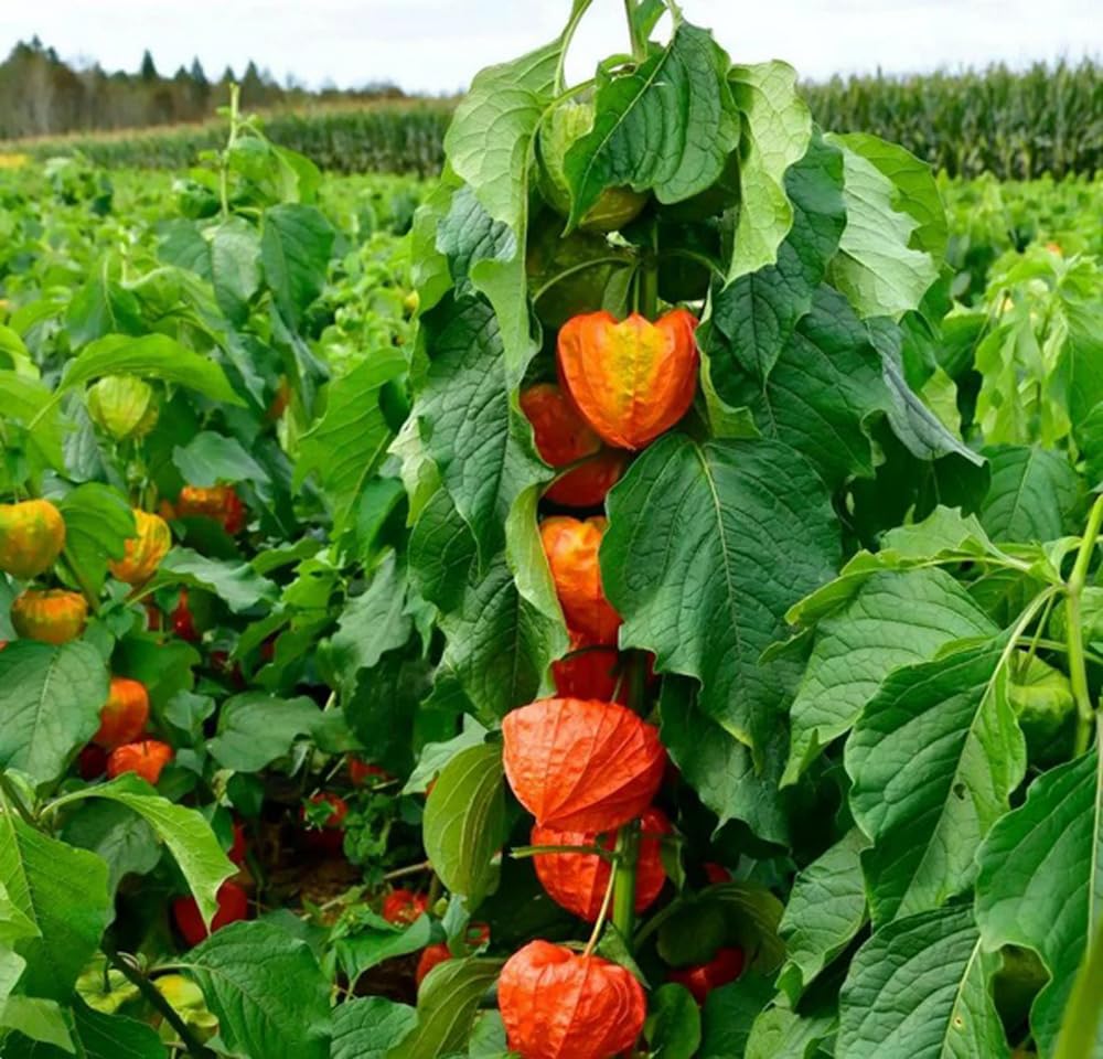 Bulborium Cape Gooseberry Seedlings Transplant for strong rooted plants.