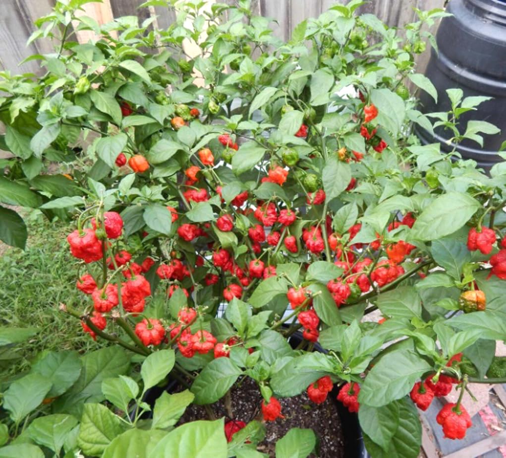 BULBORIUM Carolina Reaper plant growth stage shows quick, vigorous seedlings