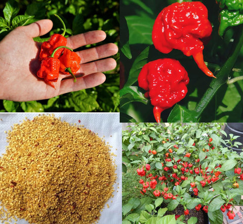 BULBORIUM Carolina Reaper seeds pack ready for home sowing and spicy harvest