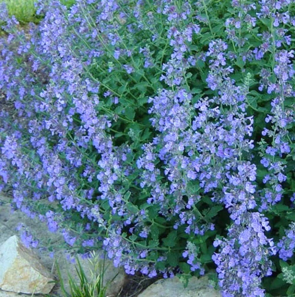 Bulborium catmint lavender-blue seeds pack for ornamental perennials and long-season color
