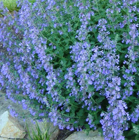 Bulborium catmint lavender-blue seeds pack for ornamental perennials and long-season color