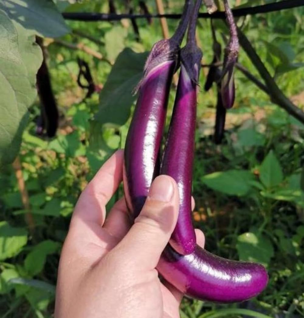 Bulborium Chinese eggplant seeds for glossy, long fruits ideal for stir-fries.