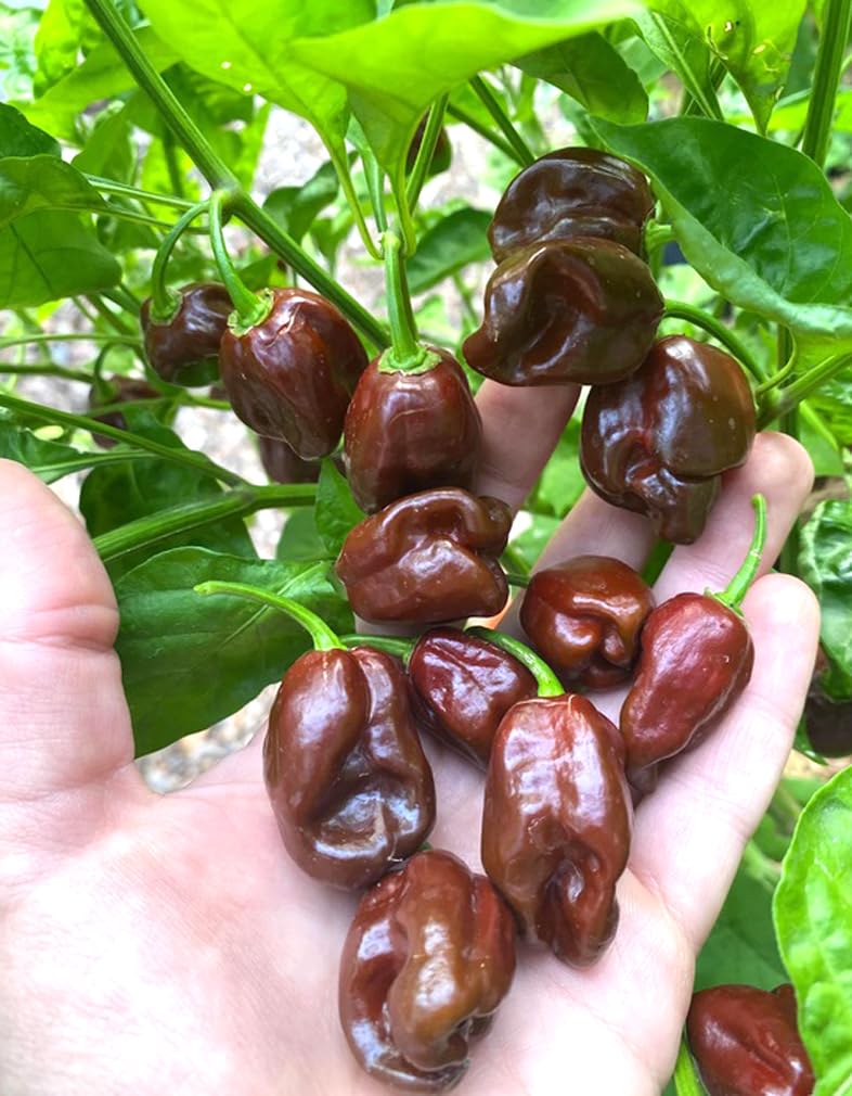 Bulborium Chocolate Habanero seeds pack ready for planting and vibrant heat.