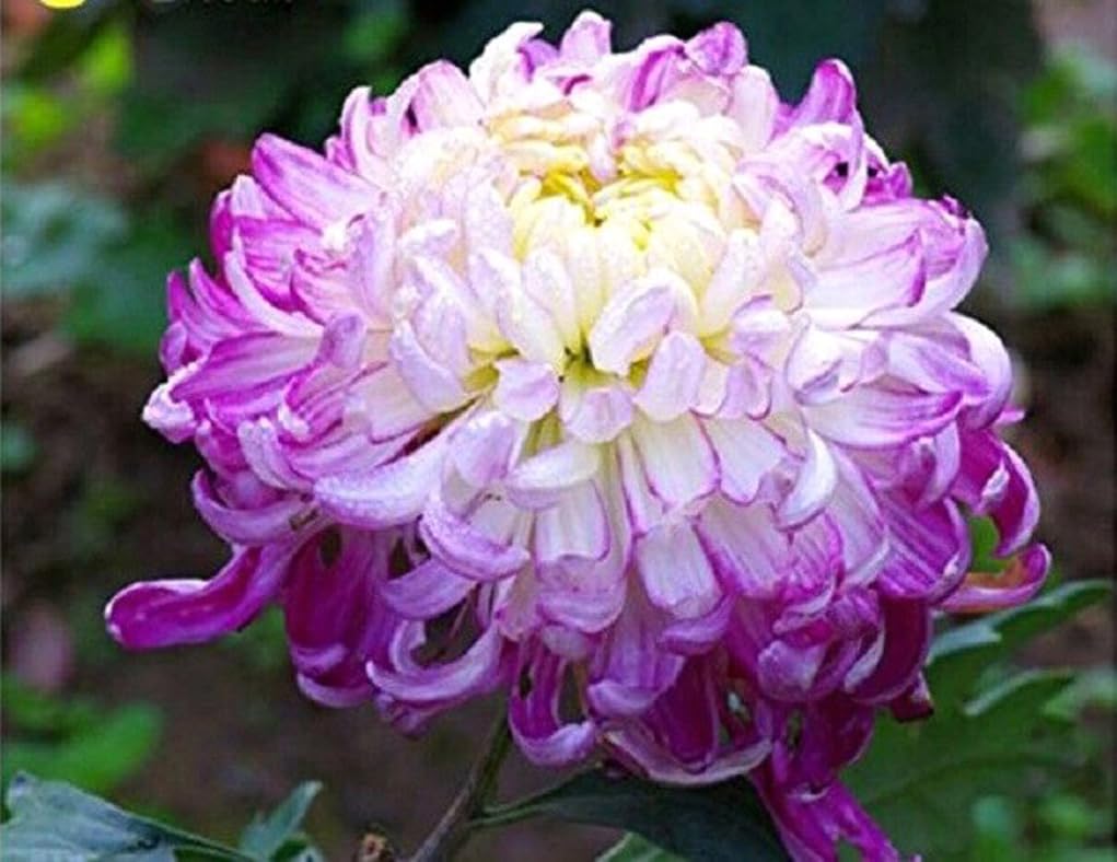 Bulborium Chrysanthemum Morifolium seeds with bright layered blooms for borders and containers.