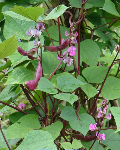 Bulborium climbing vine on a trellis adds privacy and vertical interest.