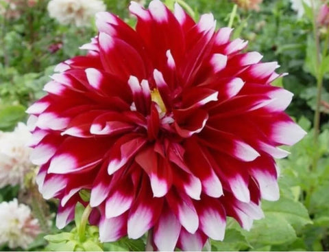 Bulborium dahlia seeds ideal for beds, borders, and cut flower displays
