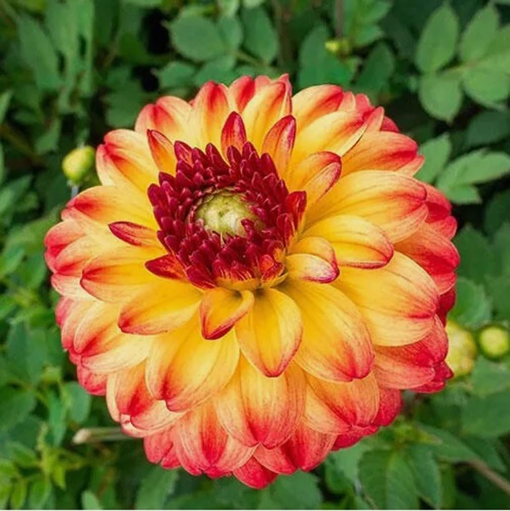 Bulborium dahlia seeds suitable for indoor containers in cooler zones
