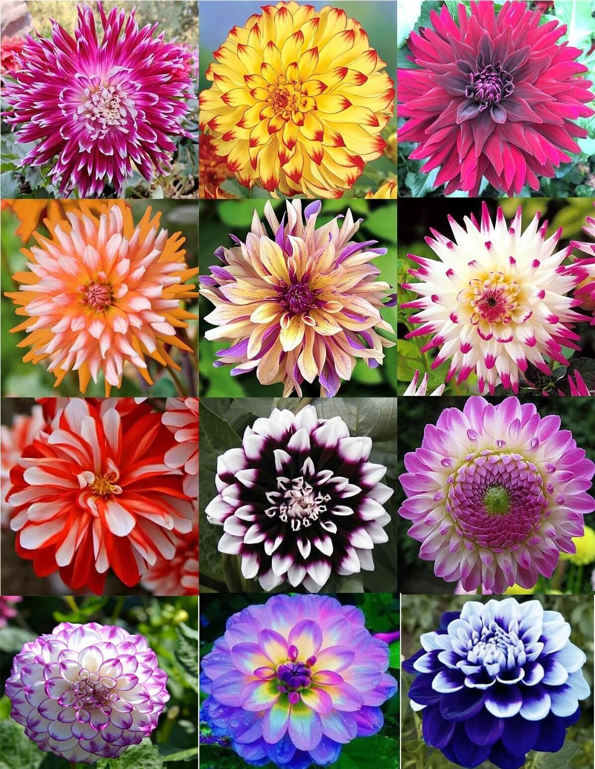 Bulborium dahlia seeds mixed colors pack for vibrant garden borders and arrangements