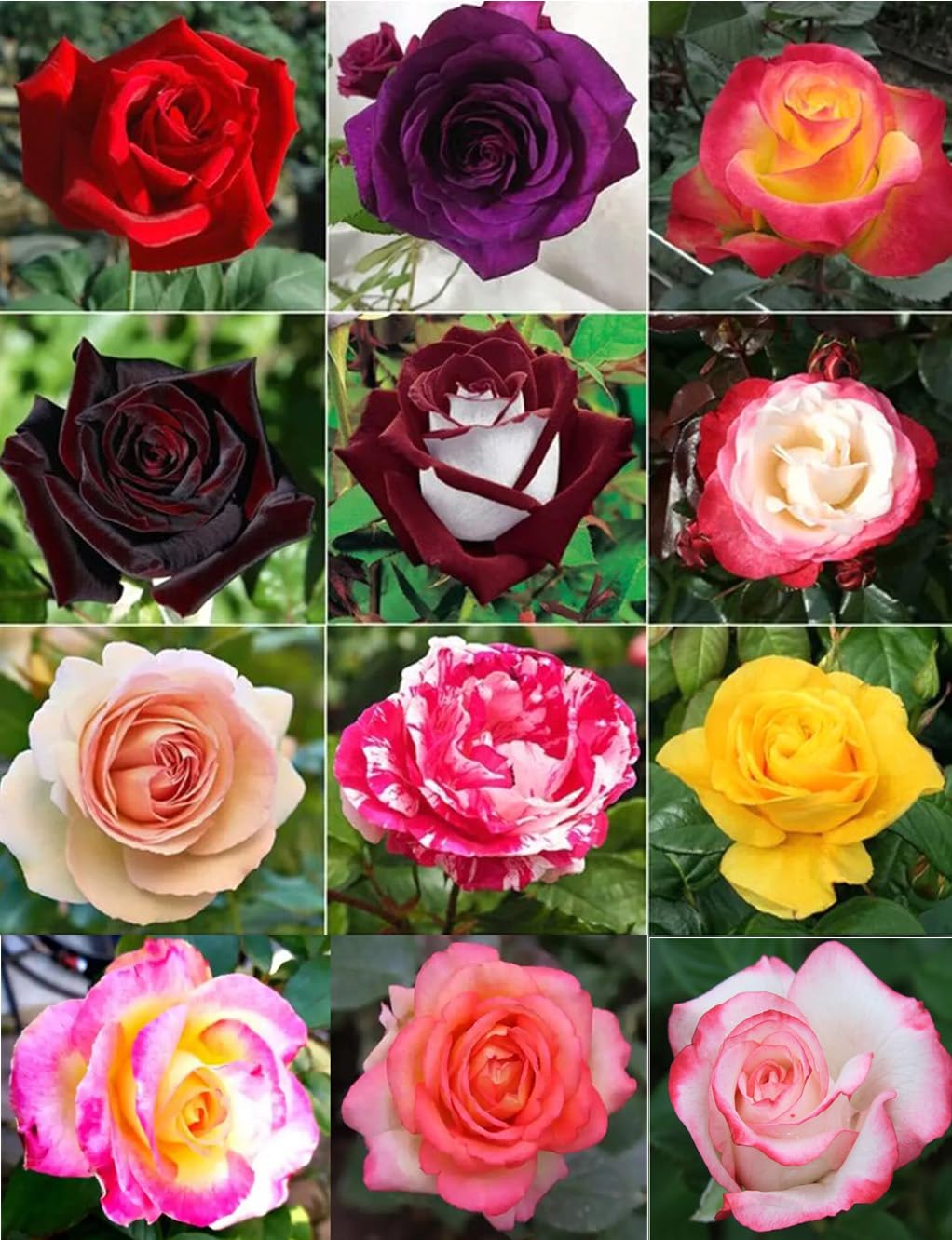 Bulborium dark rose seeds mix ready to grow for a colorful heirloom garden