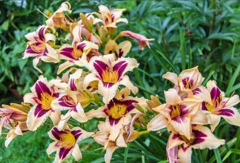 Bulborium daylily seeds container garden option for small spaces