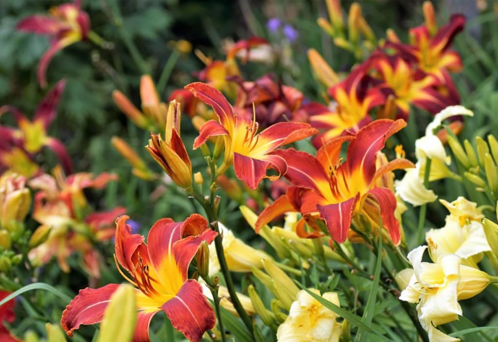 Bulborium daylily seeds bloom closeup showcases lush petal colors